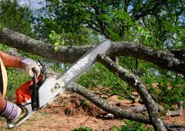 Best Storm Damage Tree Cleanup  in North Edwards, CA
