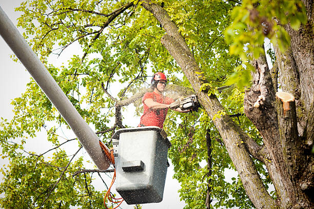 Best Tree Health Inspection  in North Edwards, CA